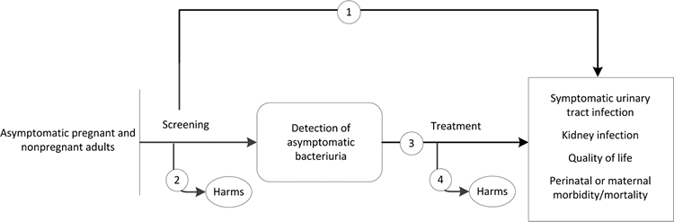 Figure 1 is the analytic framework that depicts the four Key Questions to be addressed in the systematic review. The figure illustrates how screening asymptomatic pregnant and nonpregant adults may result in reducing the incidence of symptomatic urinary tract infection, kidney infection, and perinatal/maternal morbidity or mortality, as well as improving quality of life (KQ1). Once detected, the figure shows how treatment of asymptomatic bacteriuria may result in improved health outcomes (KQ3). Further, the figure illustrates whether screening for and treatment of asymptomatic bacteriuria are associated with any adverse events (KQ2, KQ4).