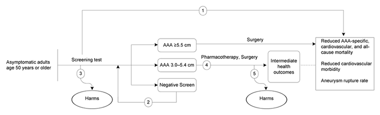 Figure 1 is the analytic framework that depicts the five Key Questions to be addressed in the systematic review. The figure illustrates how screening for abdominal aortic aneurysm (AAA) may result in improved health outcomes, including reducing AAA-specific and all-cause mortality, as well as aneurysm rupture rate (KQ1). Additionally, the figure depicts the effects of rescreening for AAA on health outcomes or AAA incidence in a previously screened, asymptomatic population (KQ2), as well as harms associated with one-time and repeated screening (KQ3). Further, the figure illustrates how treating small AAAs (i.e., aortic diameter of 3.0 to 5.4 cm) with pharmacotherapy or surgery effects treatment-relevant intermediate health outcomes (KQ4) and what harms are associated with these treatments (KQ5).