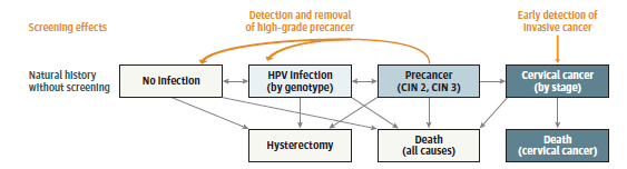 The main health states of the natural history model comprise no infection, human papillomavirus (HPV) infection (by genotype), precancer (cervical intraepithelial neoplasia [CIN] grades 2 and 3), invasive cancer (by stage), hysterectomy, and death (from all causes or from cervical cancer). Movement between these health states occur as monthly transitions. The model focuses on squamous cell carcinoma, the most common histologic subtype of cervical cancer. Screening is used to detect the presence of CIN 2 or CIN 3, which can be treated and removed before it progresses to cancer, as well as for early detection of invasive cancer.
