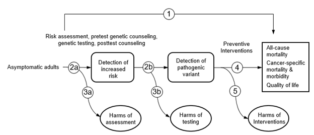 Figure 1 is an Analytic Framework that depicts this topic's proposed key questions (KQs) within the context of the eligible populations, screenings/interventions, comparisons, outcomes, timing, and settings. On the left, the population of interest is specified as asymptomatic adults. Moving from left to right, the figure illustrates the first overarching KQ (KQ1): In asymptomatic adults, does risk assessment, genetic counseling, and genetic testing for pathogenic variants associated with Lynch syndrome change all-cause mortality, cancer-specific mortality or morbidity, or quality of life? The figure depicts the detection of increased risk of pathogenic variants in genes associated with Lynch syndrome by nonspecialists in genetics using risk assessment tools in a clinical setting, and the second KQ (KQ2a) evaluates the accuracy of risk assessment tools used this way. Following the use of risk assessment tools, the next question (KQ2b) asks: What is the accuracy of targeted next-generation sequencing for detecting pathogenic variants associated with Lynch syndrome? Use of risk assessment tools may result in harms (KQ3a), as may genetic testing for pathogenic variants associated with Lynch syndrome (KQ3b). After detection of Lynch syndrome, the figure illustrates the following questions: What is the effectiveness of preventive interventions for improving all-cause mortality, cancer-specific mortality or morbidity, or quality of life (KQ4)? Treatment may result in harms, which is addressed by KQ5.