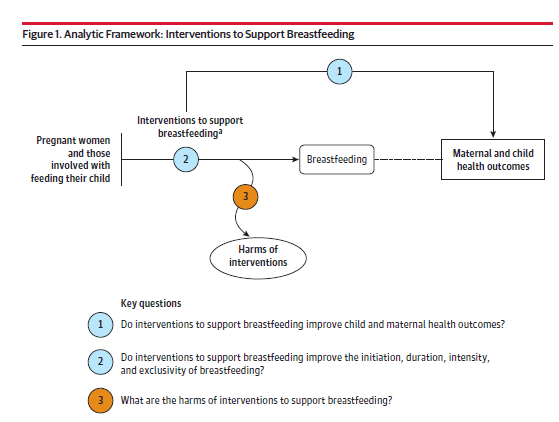 Figure 1 is the analytic framework that depicts the three Key Questions addressed in the systematic review. The figure illustrates how interventions to support breastfeeding may result in improved maternal and child health outcomes (KQ1). Additionally, the figure illustrates how interventions to support breastfeeding may have an impact on the initiation, duration, intensity, and exclusivity of breastfeeding (KQ2). Further, the figure depicts whether interventions to support breastfeeding are associated with any harms (KQ3). 