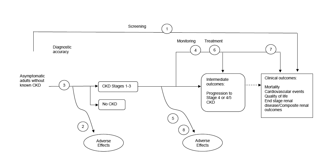 The analytic framework depicts the relationship between the populations, interventions, outcomes, and harms for screening for chronic kidney disease. The far left of the framework describes the target population as asymptomatic adults without known CKD. To the right of the population is an arrow corresponding to key question 3, which represents the diagnostic accuracy of screening to identify adults with CKD stages 1 to 3. This arrow leads to either persons with CKD stages 1 to 3 or no CKD. From the CKD stages 1 to 3 area, an arrow leads to intermediate outcomes, including progression to stage 4 or 4/5 CKD, and a dotted line further leads to clinical outcomes of mortality, cardiovascular events, quality of life, and end-stage renal disease/composite renal outcomes. An overarching line corresponding to key question 1 from the population represents screening and the effects of screening on the outcomes. An arrow below corresponding to key question 2 represents potential harms of screening. In the center of the framework are areas for monitoring and treatment interventions corresponding to key questions 4, 6, and 7 and their effects on intermediate and clinical outcomes. An arrow below corresponding to key questions 5 and 8 represent potential harms from monitoring and treatment.