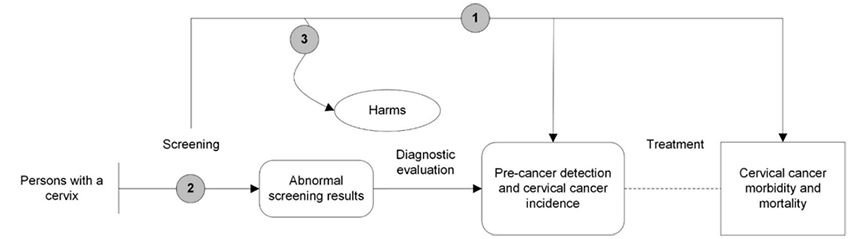 Figure 1 is the analytic framework that depicts the three Key Questions (KQs) to be addressed in the systematic review. The figure addresses the comparative effectiveness of different screening strategies on precancer detection, cancer incidence, or morbidity/mortality (KQ1), as well as the test accuracy of and adherence to self-collection hrHPV vaginal samples (KQ2). Additionally, the comparative harms of the different cervical cancer screening strategies is displayed (KQ3).