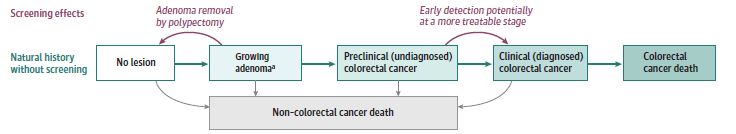 Flowchart showing how the models simulate the natural history of colorectal cancer and the effects of screening. 