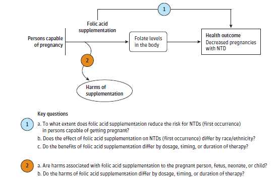 This figure depicts the analytic framework that outlines the key questions addressed and the evidence covered in this report, including populations, interventions, and outcomes. On the left, the population of interest is specified as persons capable of pregnancy. Moving from left to right, the figure illustrates the overarching question: To what extent does folic acid supplementation reduce the risk for neural tube defects (first occurrence) in persons capable of getting pregnant (key question 1)? The figure depicts the pathway from folic acid supplementation to neural tube defects operating through folate levels in the body. Folic acid supplementation may result in harms (key question 2).