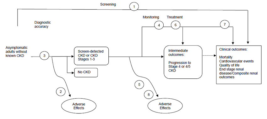 The analytic framework depicts the relationship between the populations, interventions, outcomes, and harms for Screening for Chronic Kidney Disease (CKD). The far left of the framework describes the target population as asymptomatic adults without known CKD. To the right of the population is an arrow corresponding to key question 3 which represents the diagnostic accuracy of screening to identify adults with screen-detected CKD or CKD stages 1 to 3 or no CKD. From the screen-detected CKD or CKD stages 1 to 3 box, an arrow leads to intermediate outcomes, including progression to stage 4 or 4/5 CKD, and a dotted line further leads to clinical outcomes of mortality, cardiovascular events, quality of life, end stage renal disease/composite renal outcomes. An overarching line corresponding to key question 1 from the populations represents screening and the effects of screening on the outcomes. An arrow below corresponding to key question 2 represents potential harms of screening. In the center of the framework are areas for monitoring and treatment interventions corresponding to key questions 4, 6, and 7 on their effects on intermediate and clinical outcomes, respectively. An arrow below corresponding to key questions 5 and 8 represent potential harms from monitoring and treatment.